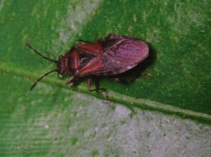 Heteroptera dei Colli Euganei